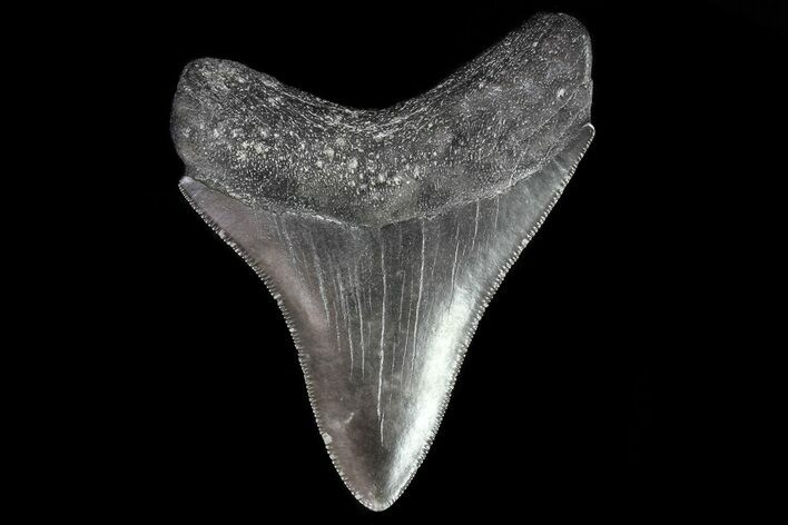 Serrated, Fossil Megalodon Tooth - Georgia #81681